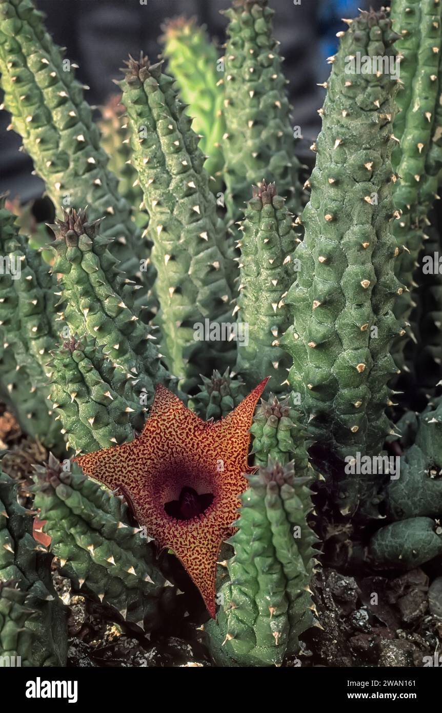 Huernia echidnopsioides, Apocynaceae. Ornamental succulent plant. rare herb of desert, red flower. Stock Photo