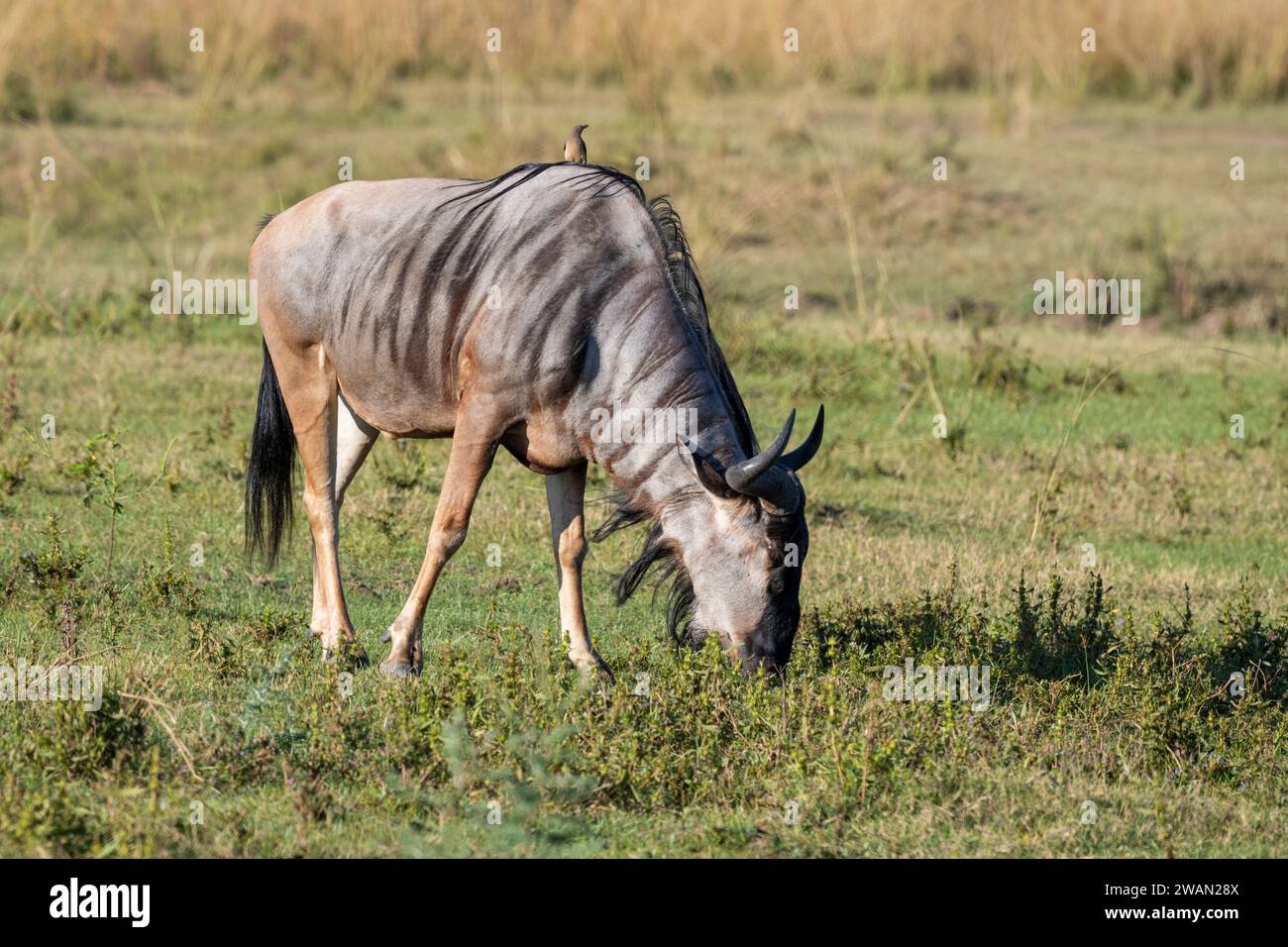Africa, Zambia, South Luangwa. Cookson's wildebeest (Connochaetes taurinus cooksoni) subspecies of the blue wildebeest. Endemic to southern Africa. Stock Photo