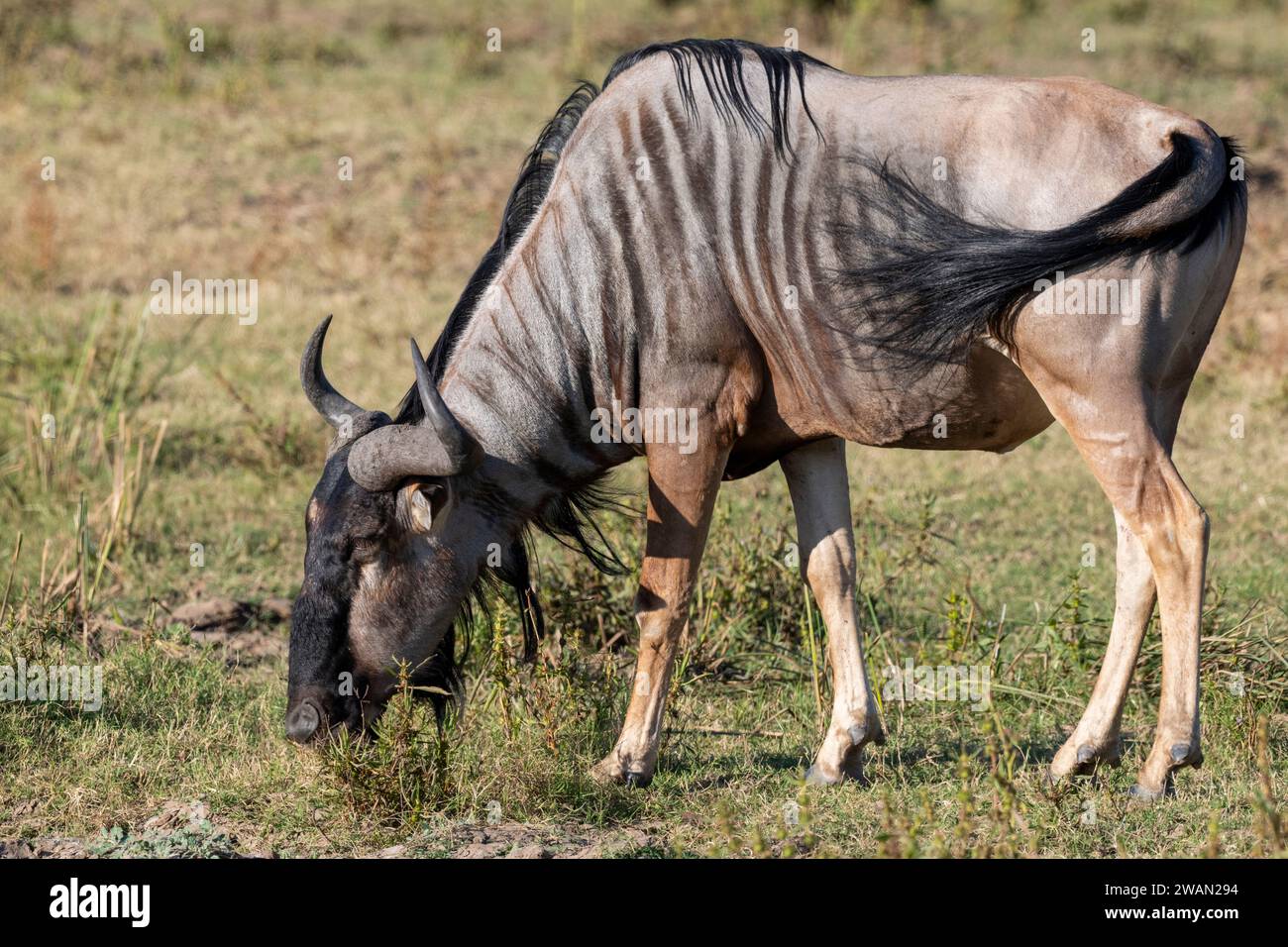 Africa, Zambia, South Luangwa. Cookson's wildebeest (Connochaetes taurinus cooksoni) subspecies of the blue wildebeest. Endemic to southern Africa. Stock Photo