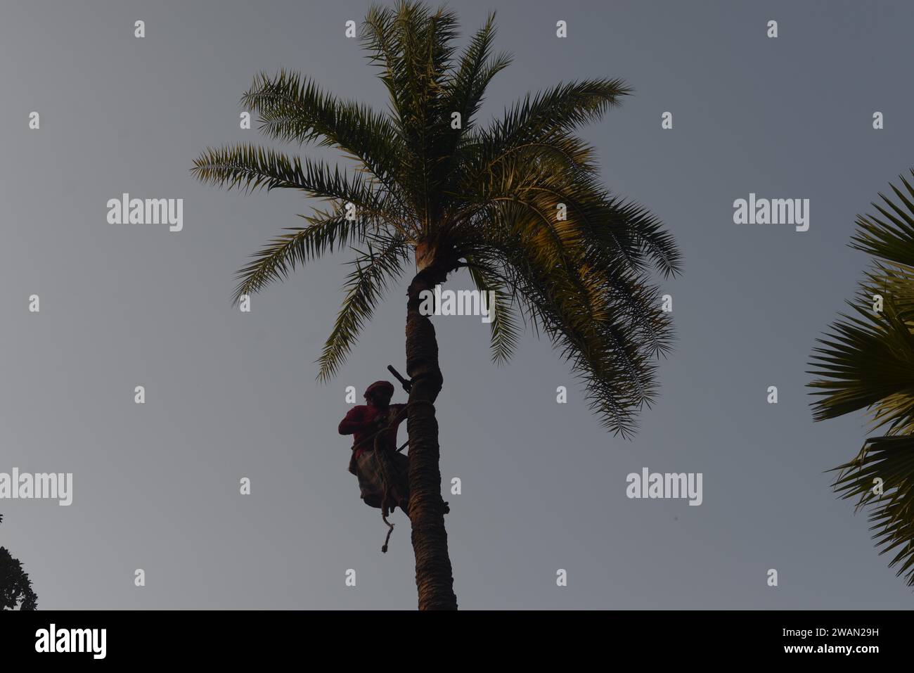 Dhaka, Bangladesh. 6th Jan, 2024. A man climbs a palm tree to get juice near Dhaka. Flying foxes sitting while drinking the juice from palm trees is what causes Nipah virus. (Credit Image: © MD Mehedi Hasan/ZUMA Press Wire) EDITORIAL USAGE ONLY! Not for Commercial USAGE! Stock Photo