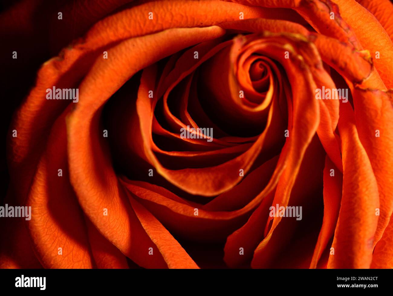 Swirl of orange hi-res stock photography and images - Alamy