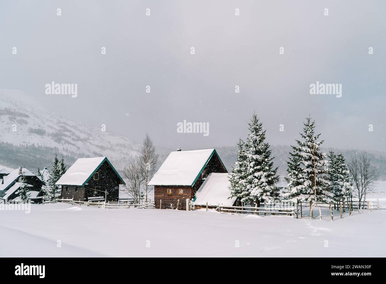 Fir trees under snow hi-res stock photography and images - Alamy