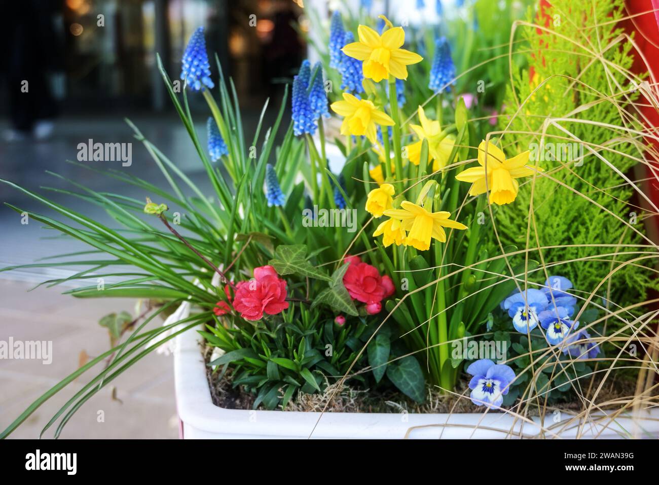 Potted spring flowers like daffodils and grape hyacinths on the street as colorful Easter decoration in the city, copy space, selected focus, narrow d Stock Photo