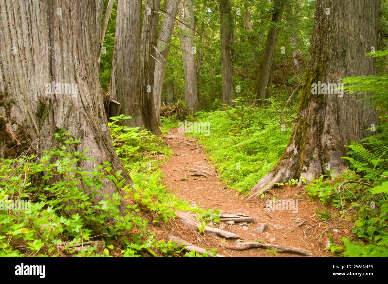 Settlers Grove Interpretive Trail with cedars, Settlers Grove of Ancient Cedars Botanical Area, Coeur d'Alene National Forest, Idaho Stock Photo