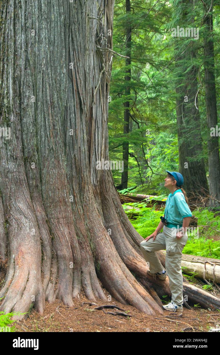 Ancient cedar, Settlers Grove of Ancient Cedars Botanical Area, Coeur d'Alene National Forest, Idaho Stock Photo