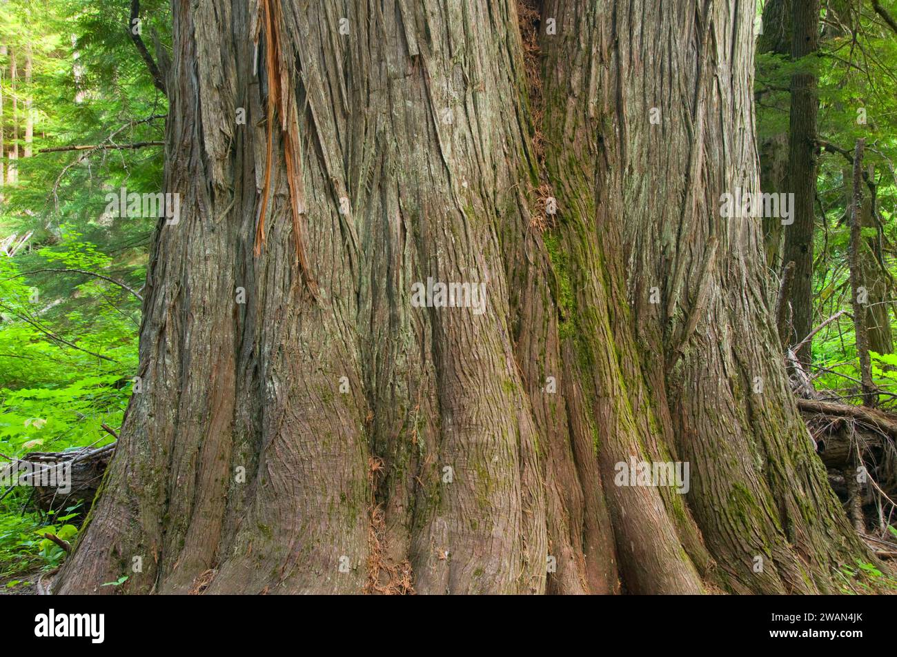 Ancient cedars, Settlers Grove of Ancient Cedars Botanical Area, Coeur d'Alene National Forest, Idaho Stock Photo
