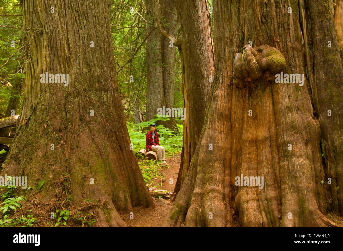 Ancient cedars, Settlers Grove of Ancient Cedars Botanical Area, Coeur d'Alene National Forest, Idaho Stock Photo