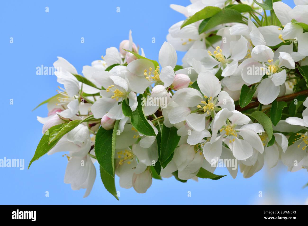 Spring Blossoms Stock Photo