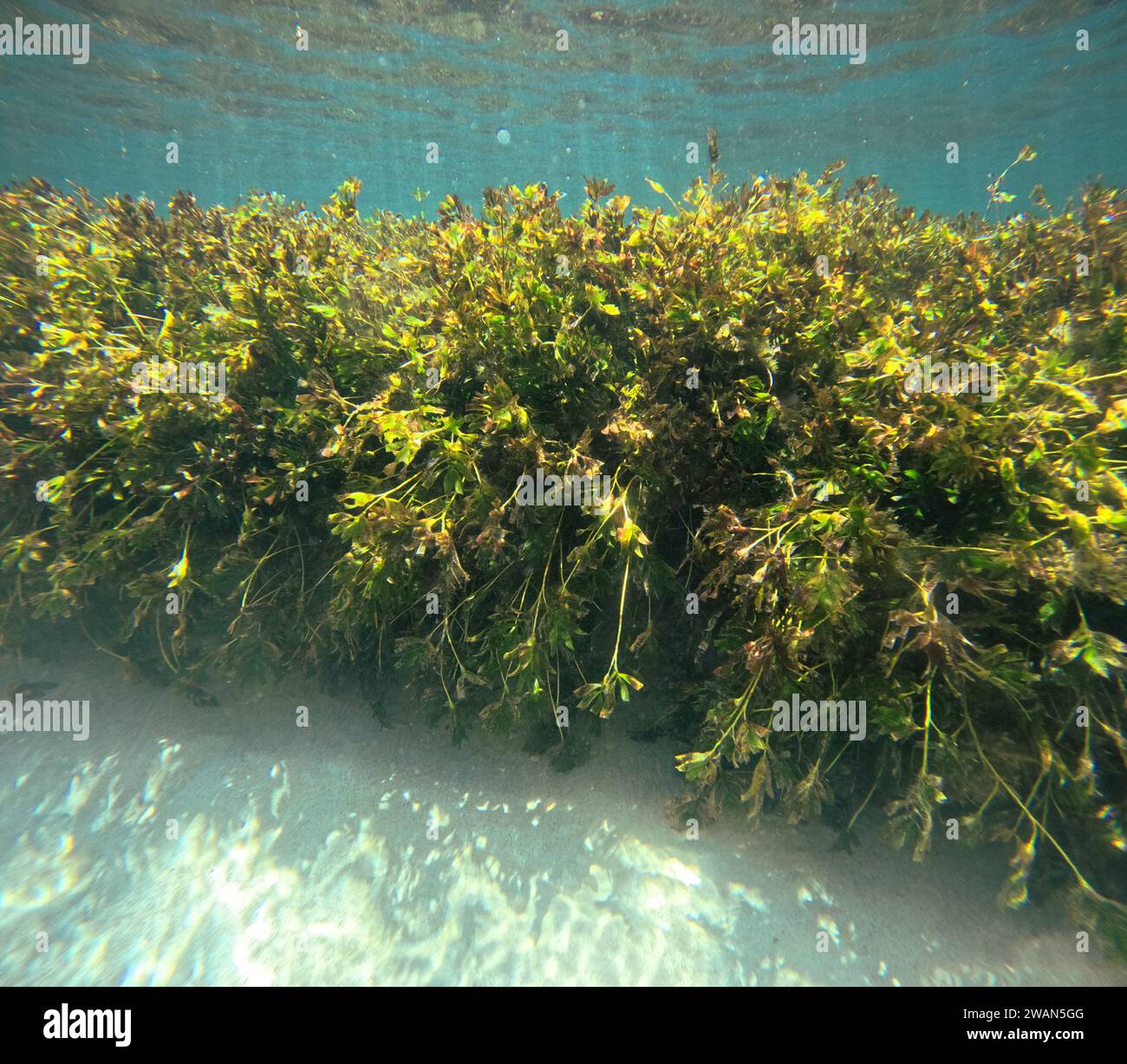 Healthy flourishing seagrass meadow (Amphibolis antarctica), Rottnest Island, Perth, Western Australia Stock Photo