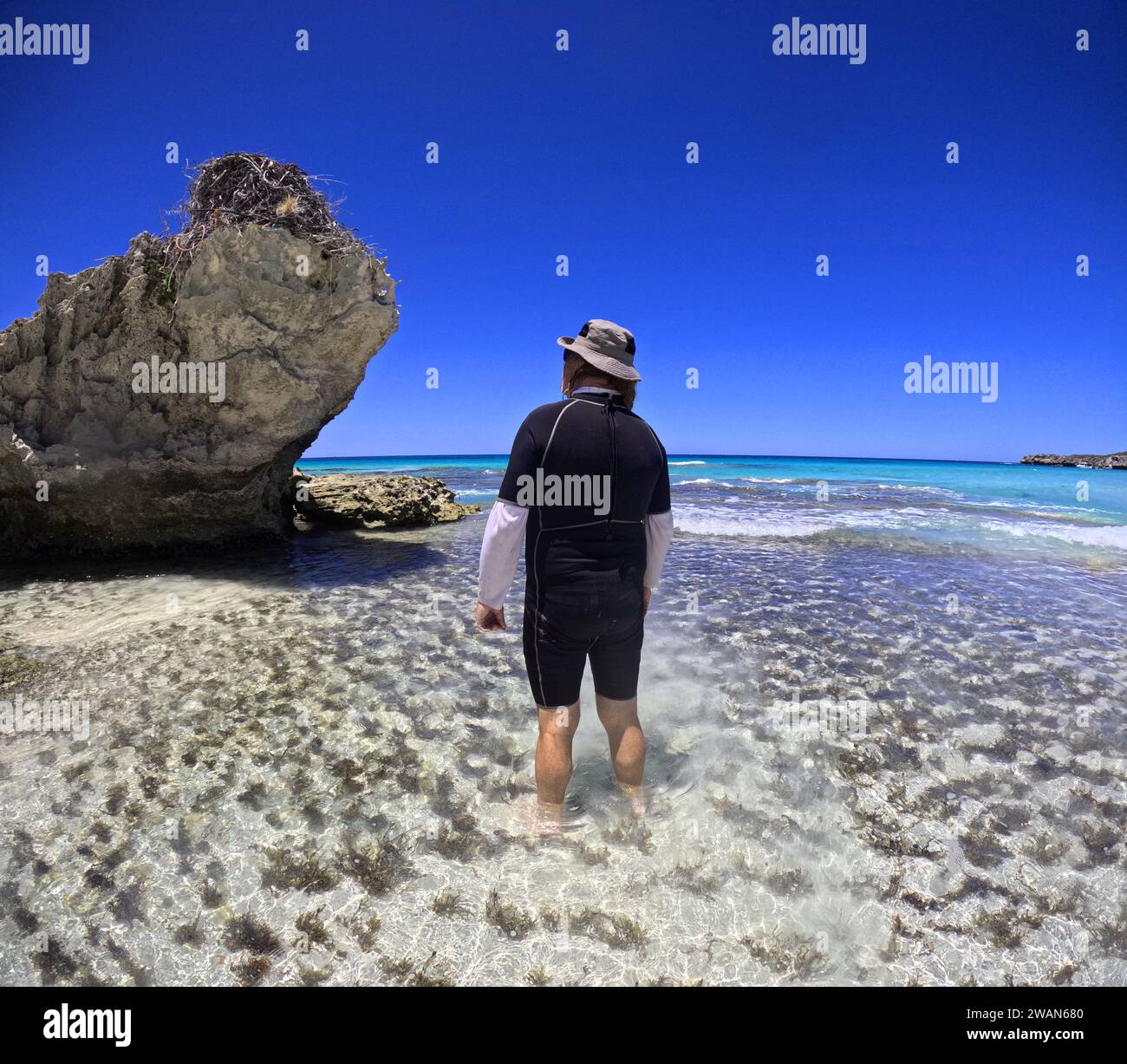 Man looking at huge osprey nest incorporating bits of rope, Rottnest Island, Western Australia. No MR Stock Photo