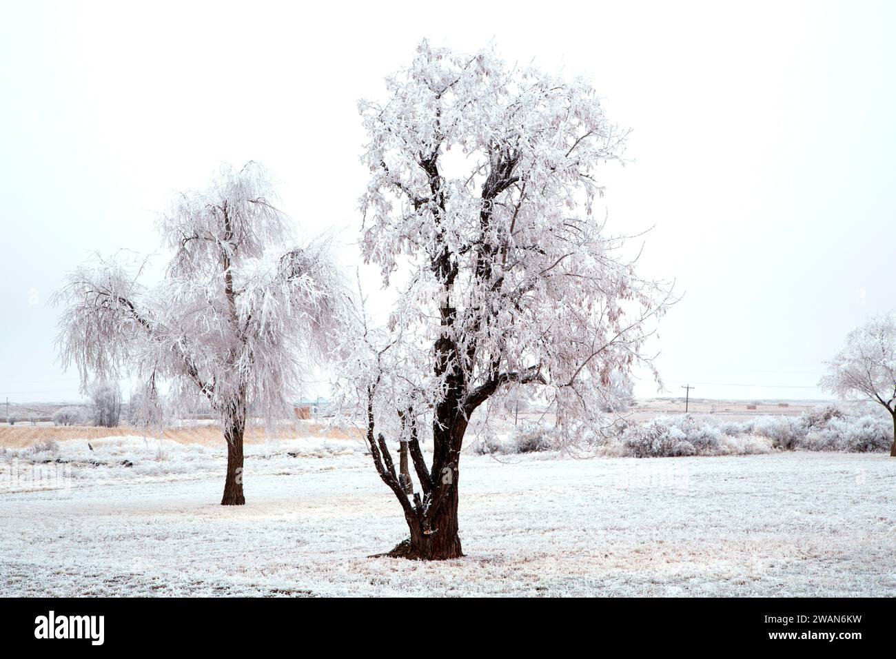 Frost trees, Minidoka National Historic Site, Idaho Stock Photo