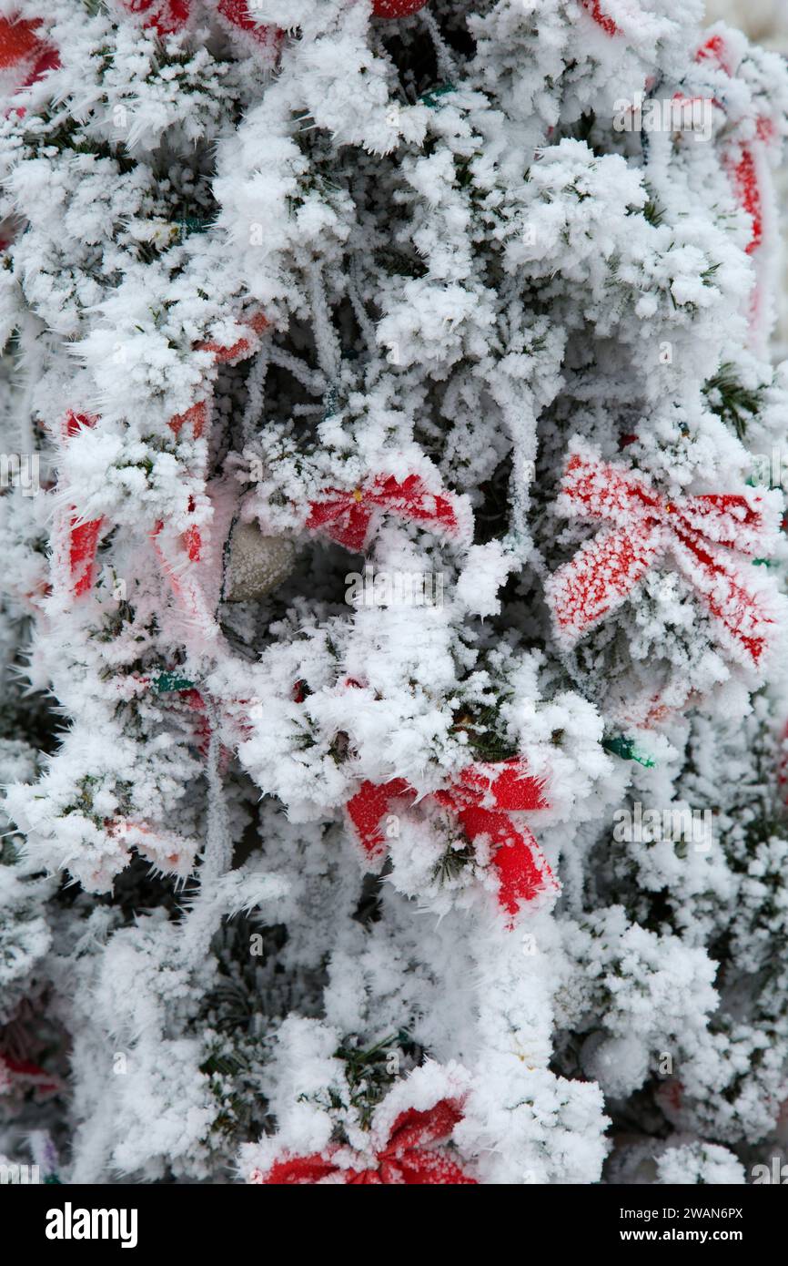Roadside Christmas tree with frost, Jerome County, Idaho Stock Photo