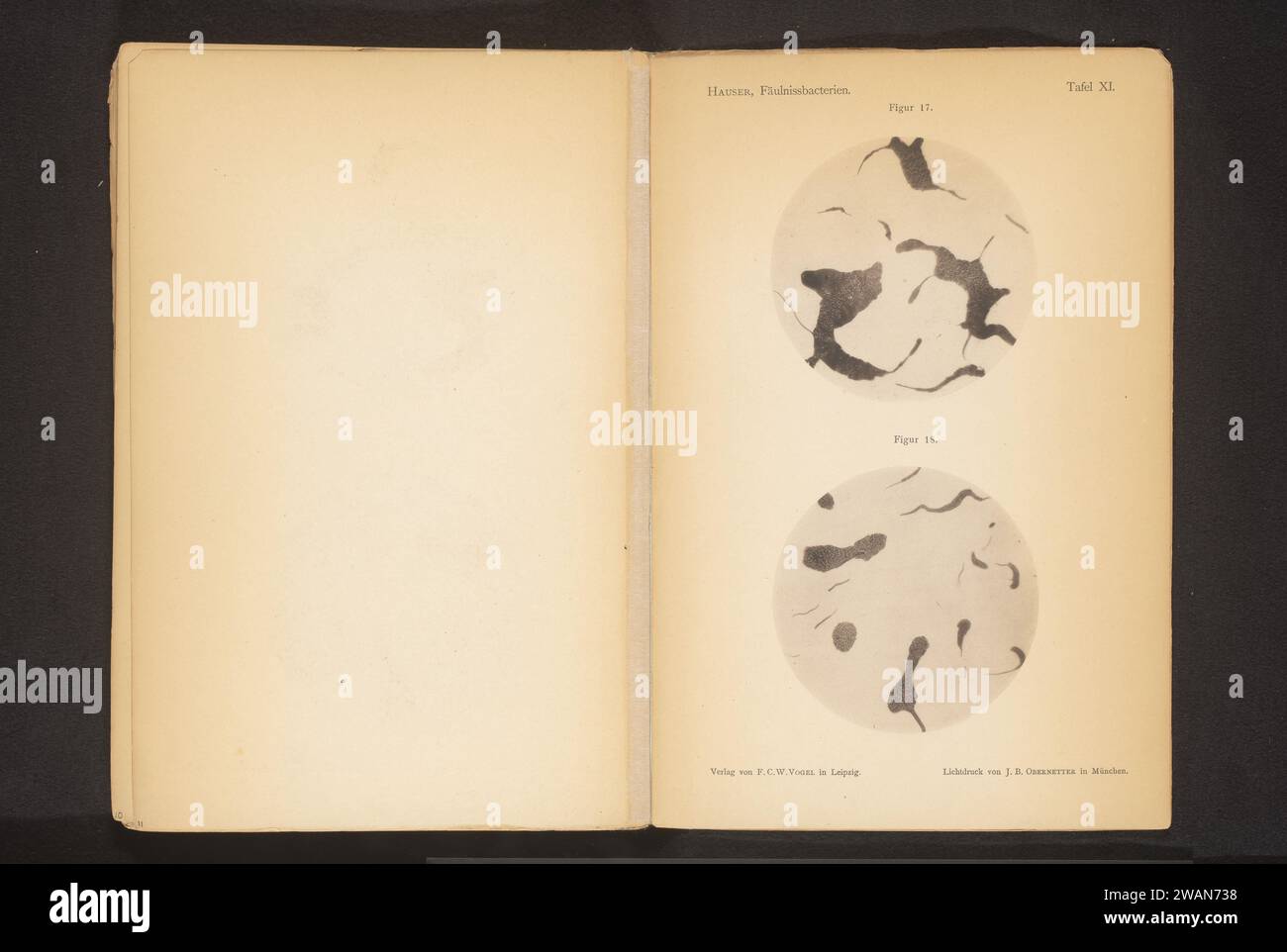 Two microscope recordings of spoilage bacteria, Gustav Hauser, c. 1875 ...