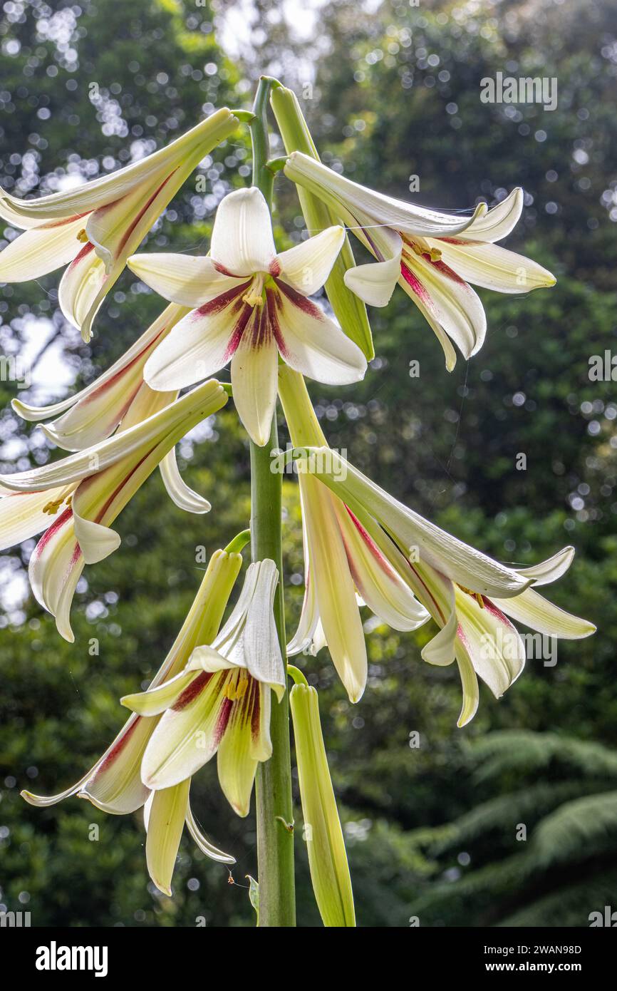 Giant Himalayan Lily Stock Photo