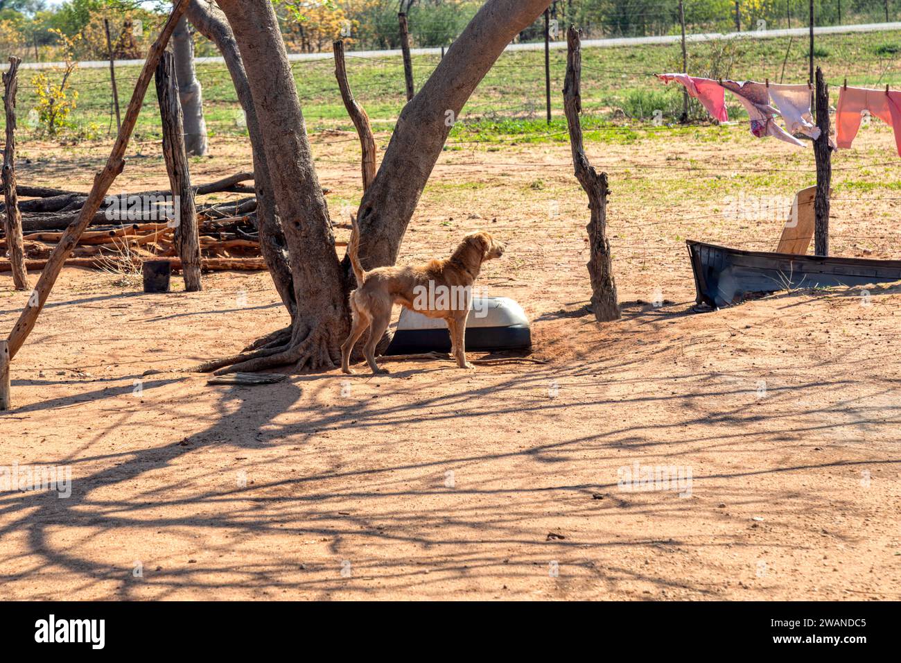 The Africanis is a domestic dog landrace found across southern Africa, yard in a tswana village and natural environment Stock Photo