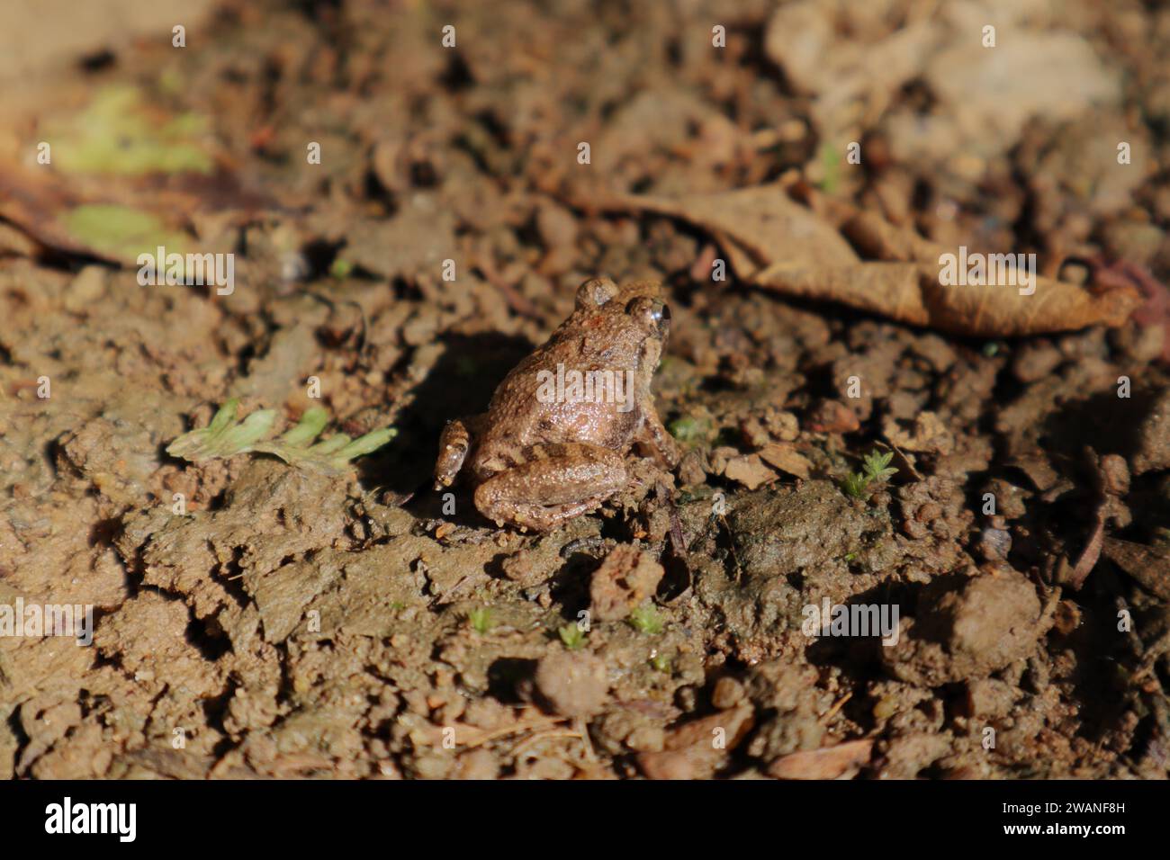 Angle view from the backside, a small brown colored frog (Minervarya ...