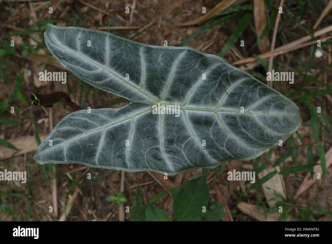 Overhead view of a white striped Alocasia genus leaf, this is a garden plant and Binomial name is Alocasia longiloba Stock Photo