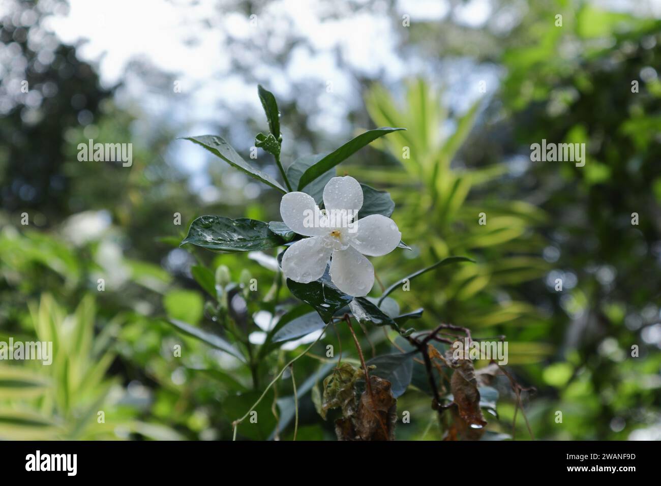Beautiful view of a rain soaked white flower in a Coral swirl plant (Wrightia antidysenterica). This flower is also known as the Artic Snow flower and Stock Photo