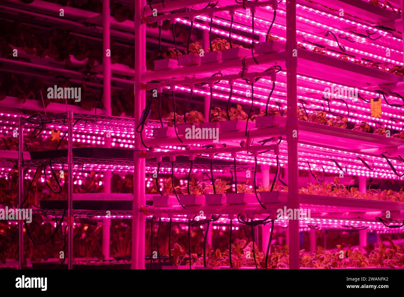 Green salad farm in hydroponics with led lightning, microgreens grow with artificial lighting lamps Stock Photo