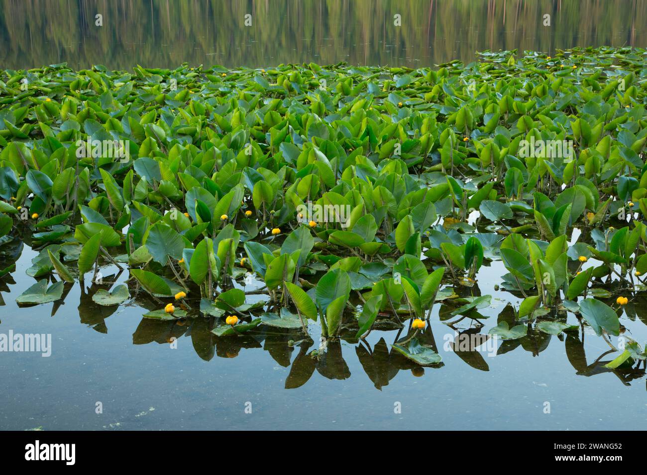 Cow lilies on Round Lake, Round Lake State Park, Idaho Stock Photo