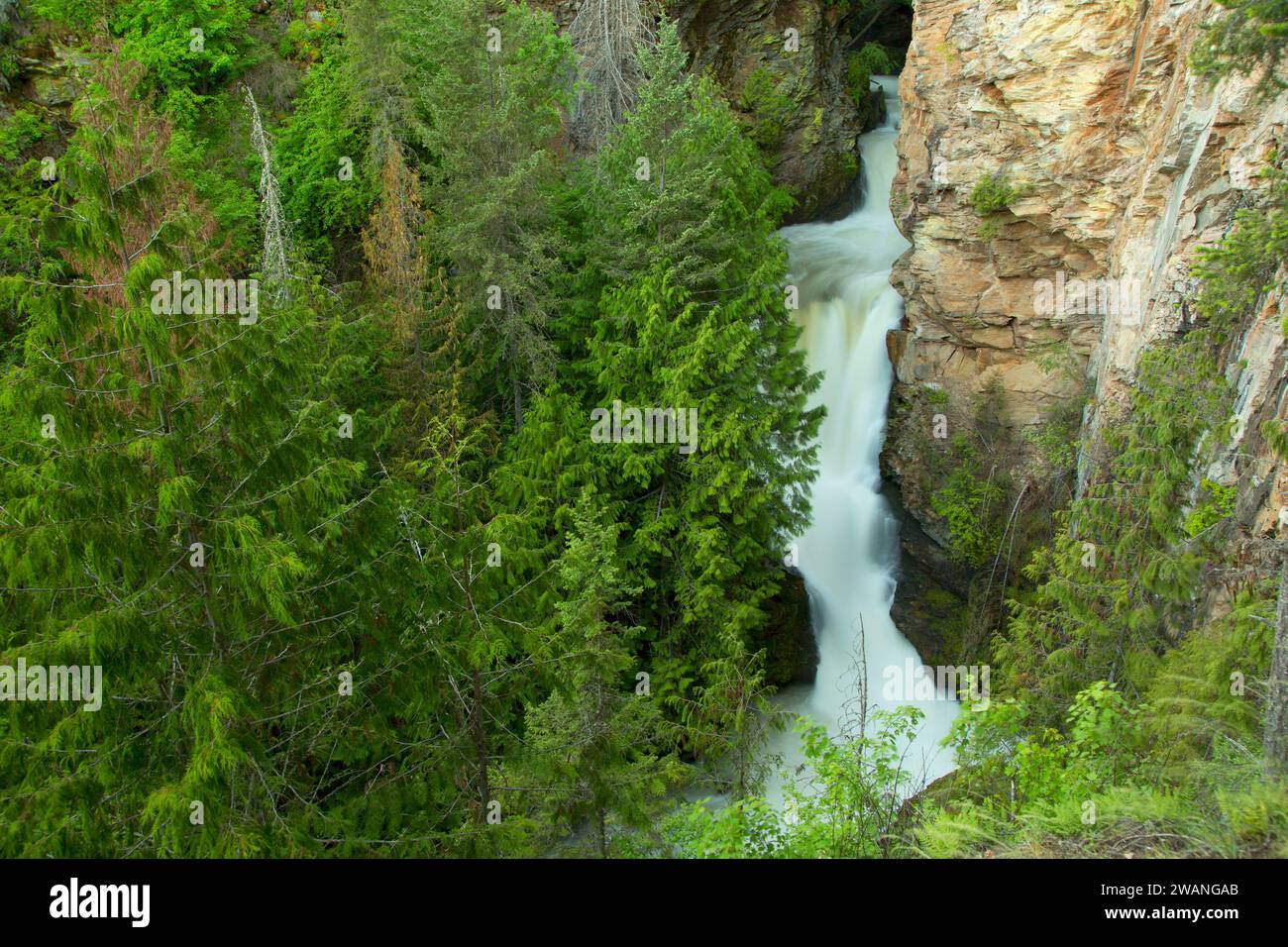 Myrtle Creek Falls Kaniksu National Forest Idaho Stock Photo Alamy