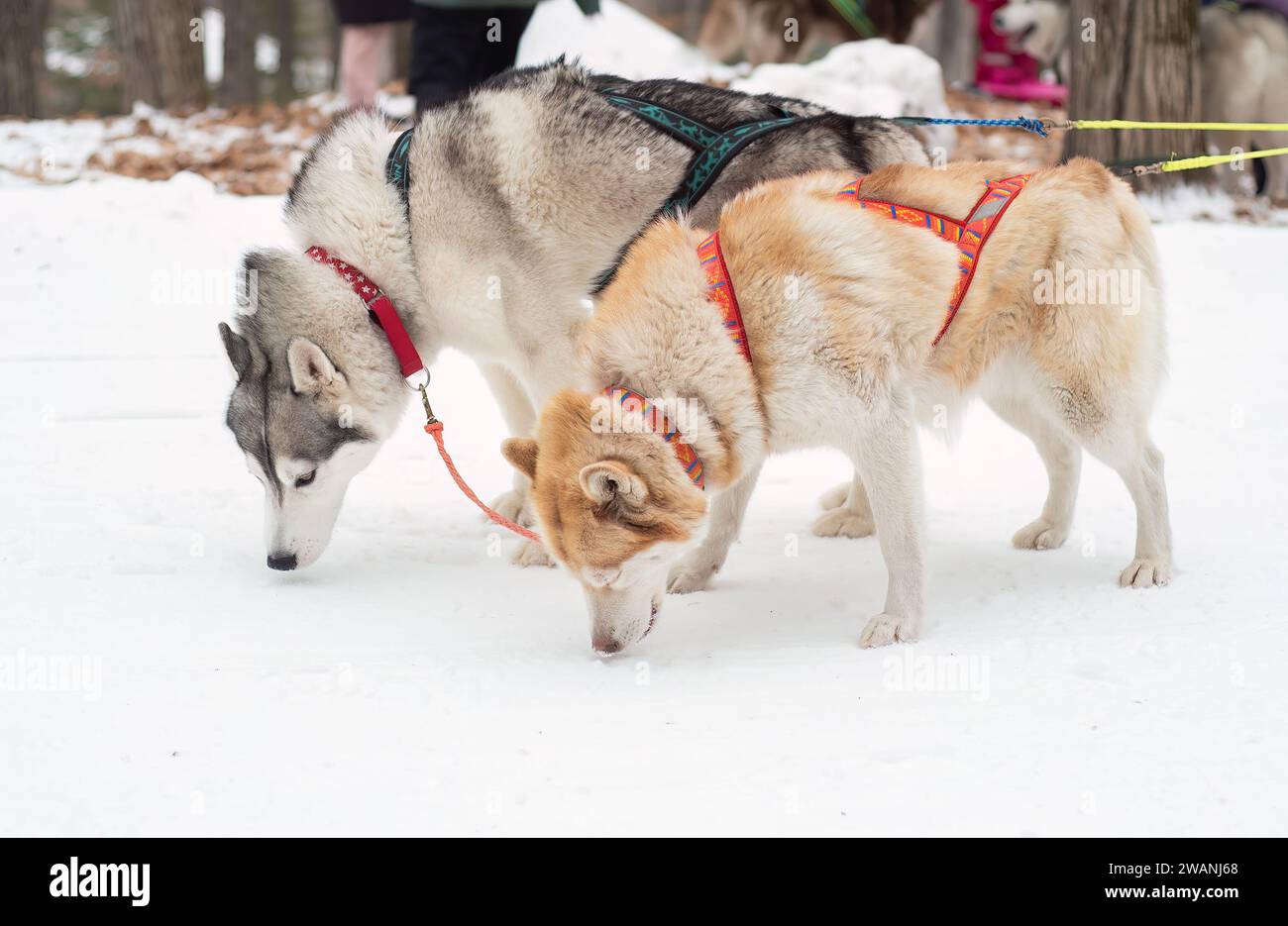Young siberian husky sled dogs eating snow because of thirst Stock Photo