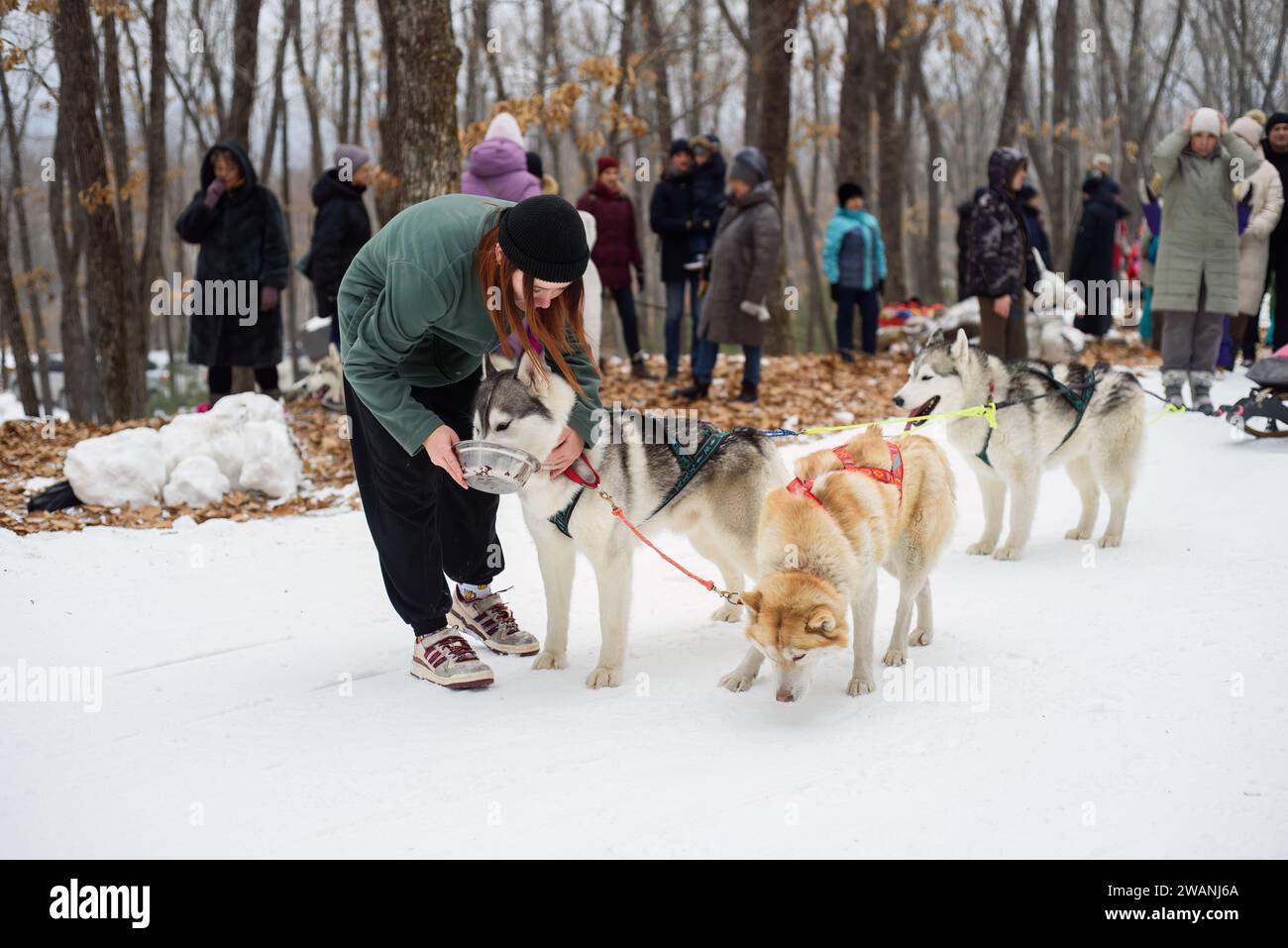 Shtikovo, Primorsky region, Russia 4 January 2024 Young siberian