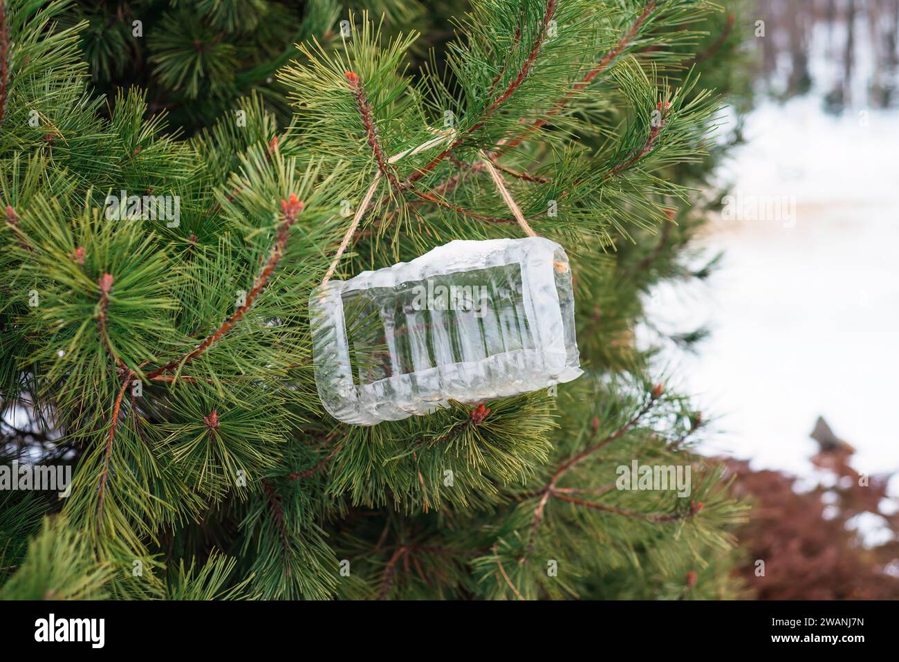 plastic bird feeder hanging on a Christmas tree in winter Stock Photo