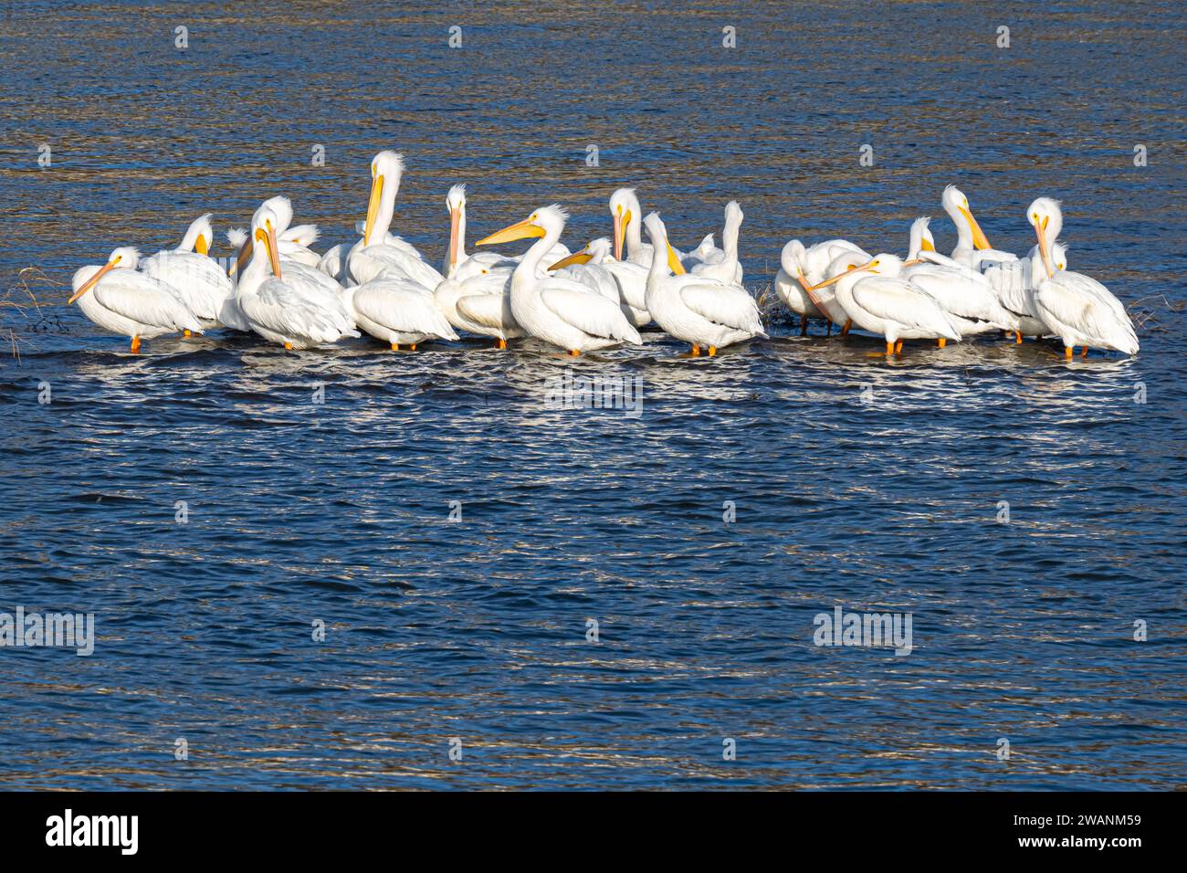 American white pelicans (Pelecanus erythrorhynchos) gathered on a submerged rise in the Neosho (Grand) River at Fort Gibson Dam in Oklahoma. (USA) Stock Photo