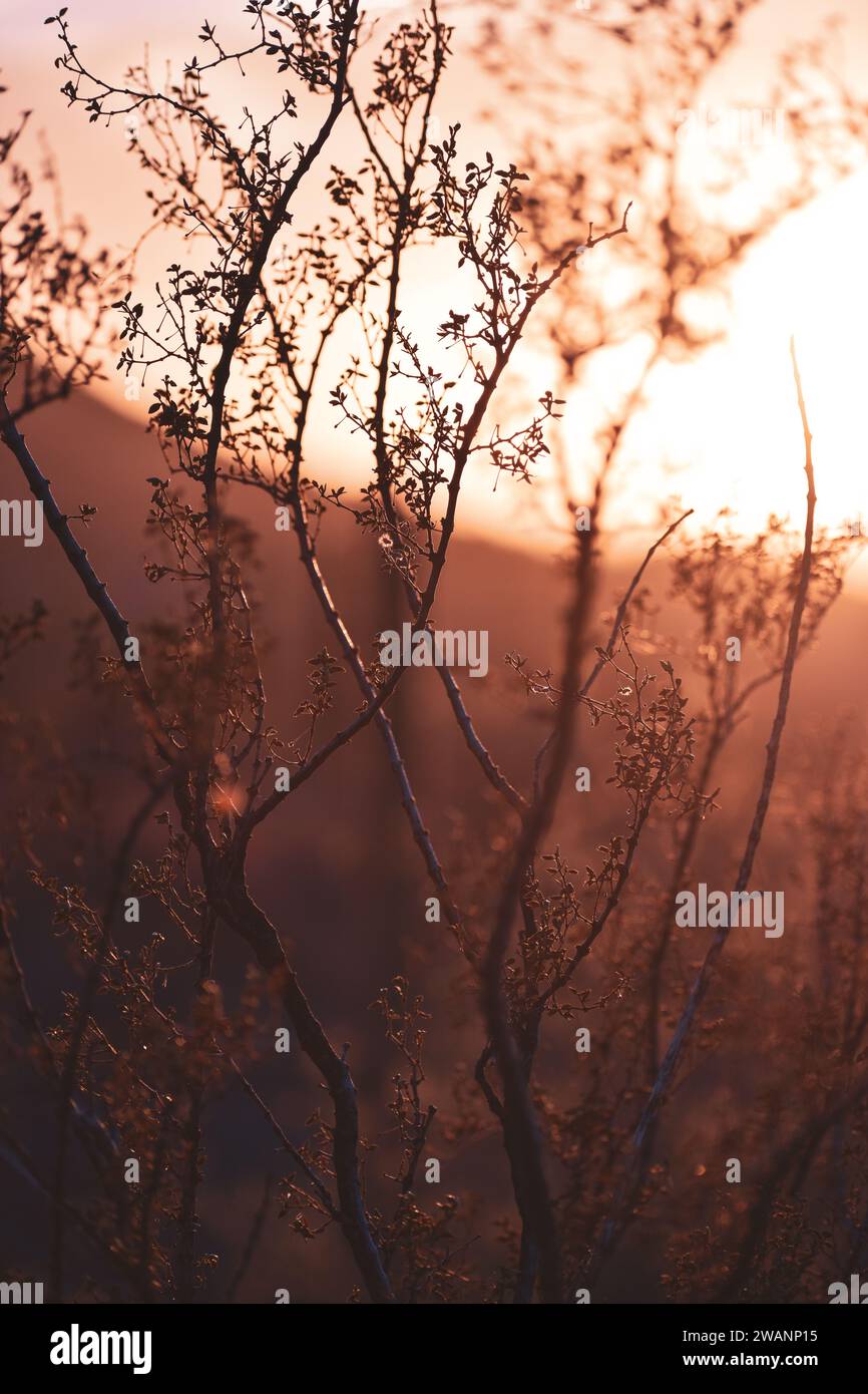 Wild Arizona cactus with desert sunset background Stock Photo - Alamy