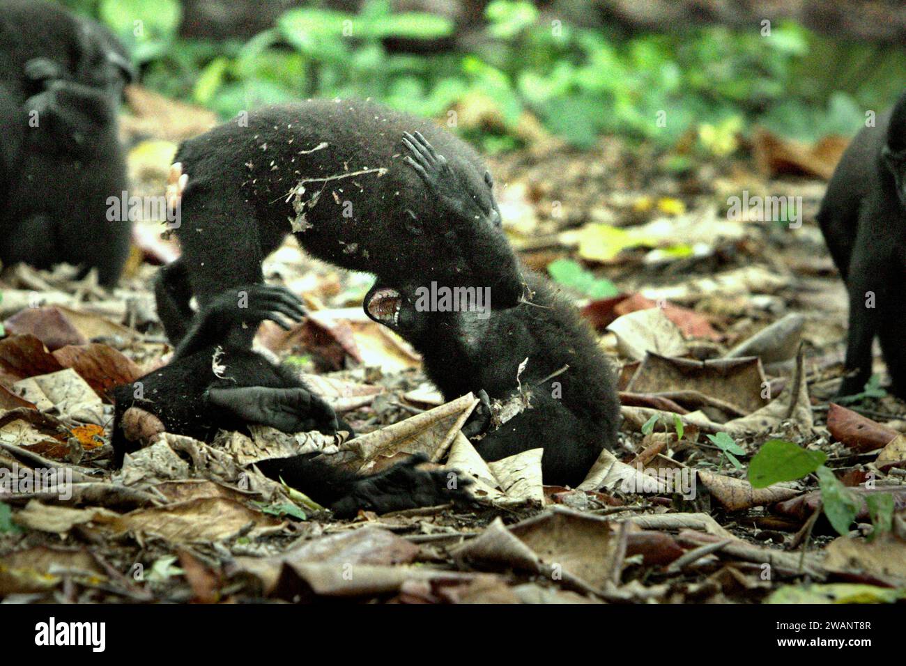 Crested macaques (Macaca nigra) show aggressive behaviour toward each other, as they are having social activity on the ground in Tangkoko forest, North Sulawesi, Indonesia. Primate conservation is a behavioural challenge and as such requires behaviourally informed solutions, according to a team of scientists led by Harry Hilser in their 2023 paper published by International Journal of Primatology (accessed through Springer). It also needs, they wrote, 'A holistic strategy of education, capacity building, and community-based conservation draws upon a blend of insights from multiple social... Stock Photo