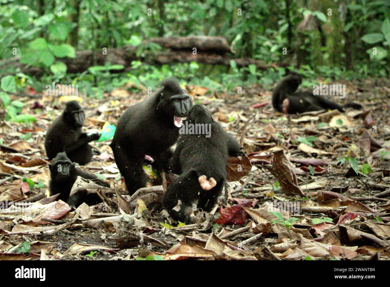 Crested macaques (Macaca nigra) show aggressive behaviour toward each other, as they are having social activity on the ground in Tangkoko forest, North Sulawesi, Indonesia. Primate conservation is a behavioural challenge and as such requires behaviourally informed solutions, according to a team of scientists led by Harry Hilser in their 2023 paper published by International Journal of Primatology (accessed through Springer). It also needs, they wrote, 'A holistic strategy of education, capacity building, and community-based conservation draws upon a blend of insights from multiple social... Stock Photo