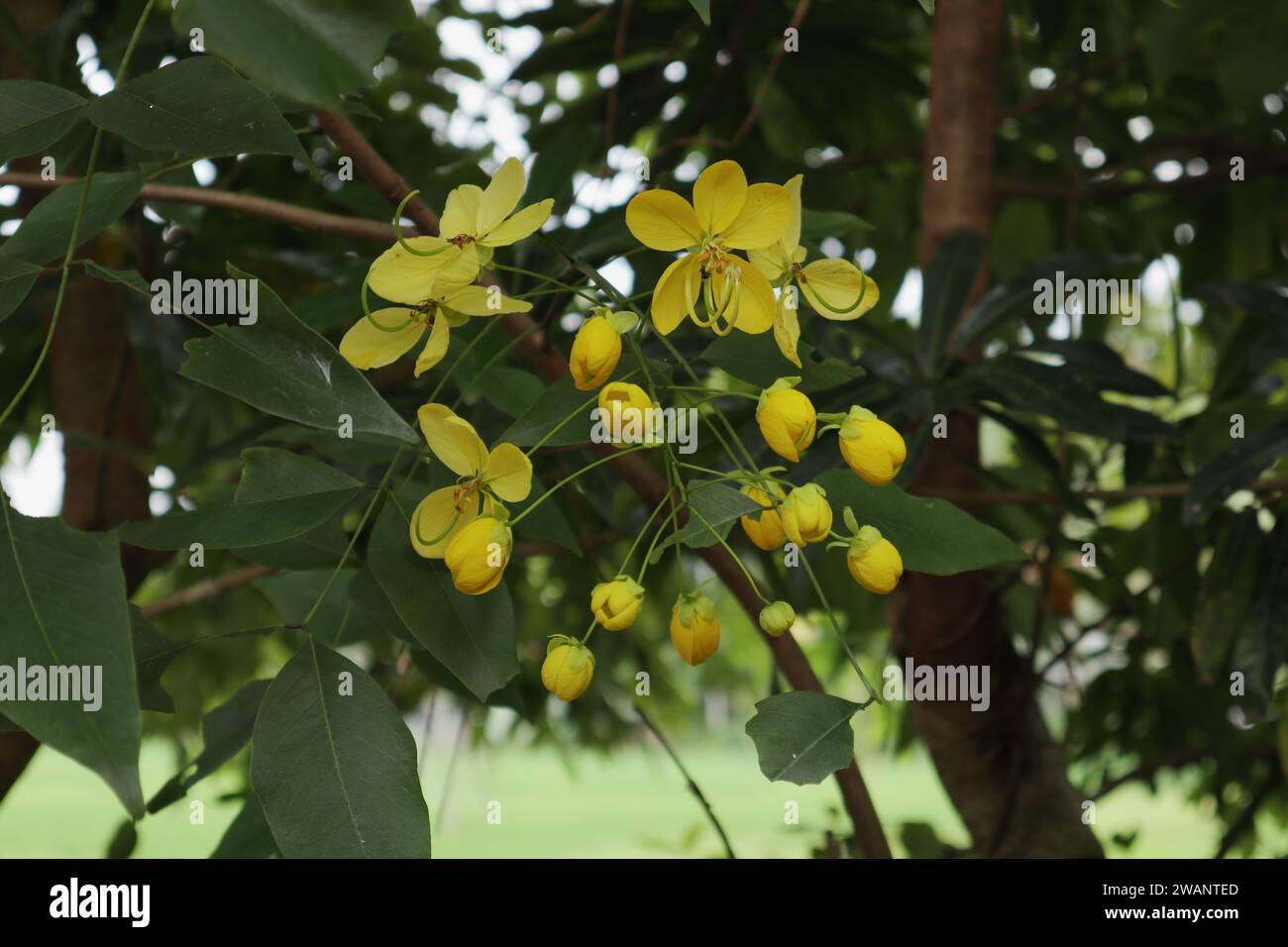 View of a yellow colored flower inflorescence of a Golden shower tree (Cassia fistula). In Sri Lanka, this tree known as the Ehela Stock Photo