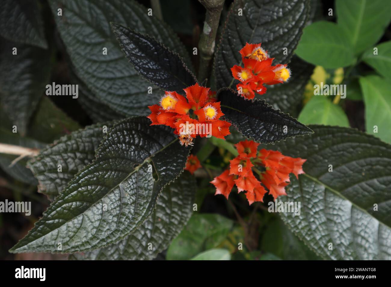 Overhead view of the yellow and orange colored flower clusters of a Black flamingo (Chrysothemis pulchella) ornamental garden plant Stock Photo