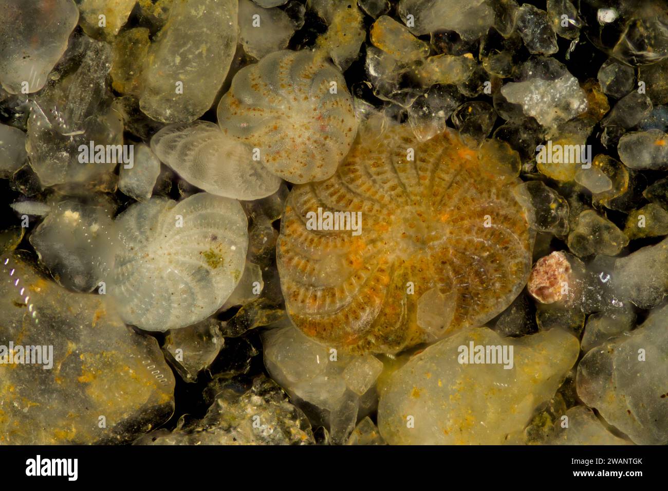 Foraminifera in sand Stock Photo