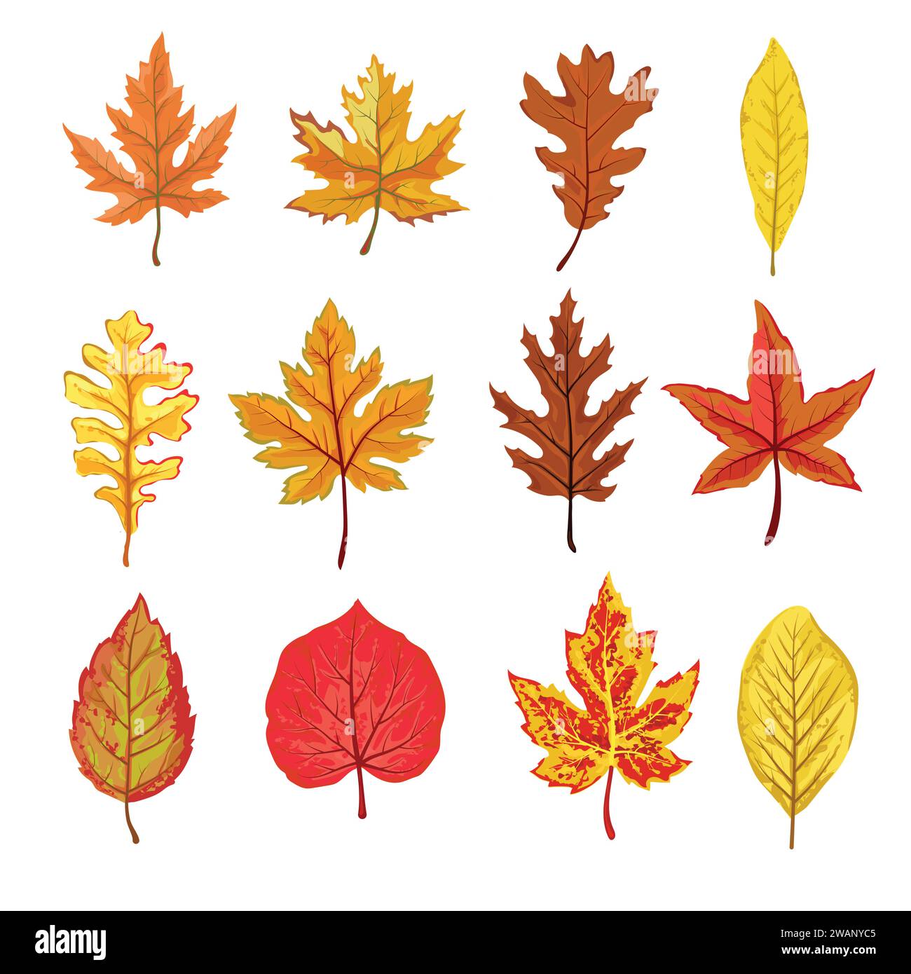 A collection of fallen autumn leaves of different shapes and colors. Autumn background, a poster with colorful leaves. Seasonal autumn elements for cr Stock Vector