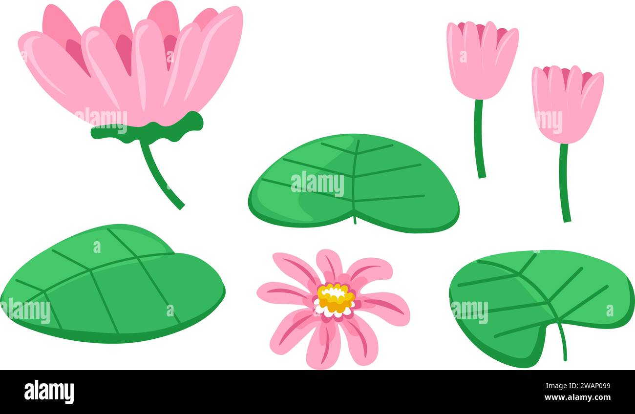 Water lily or lotus and buds on stem with leaves Stock Vector