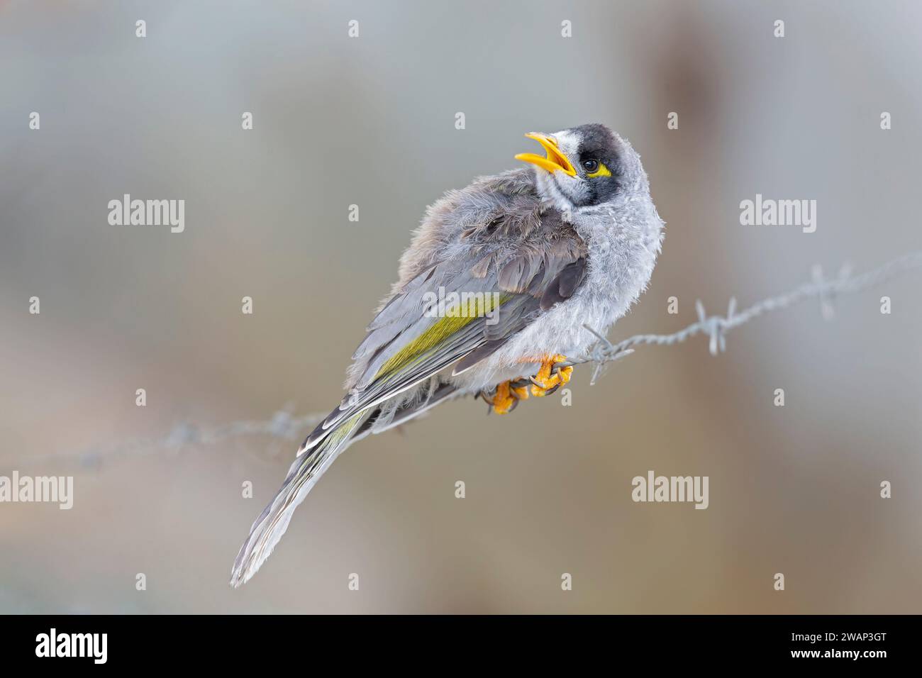 Noisy miner (Manorina melanocephala) perched on a barbwire. Stock Photo