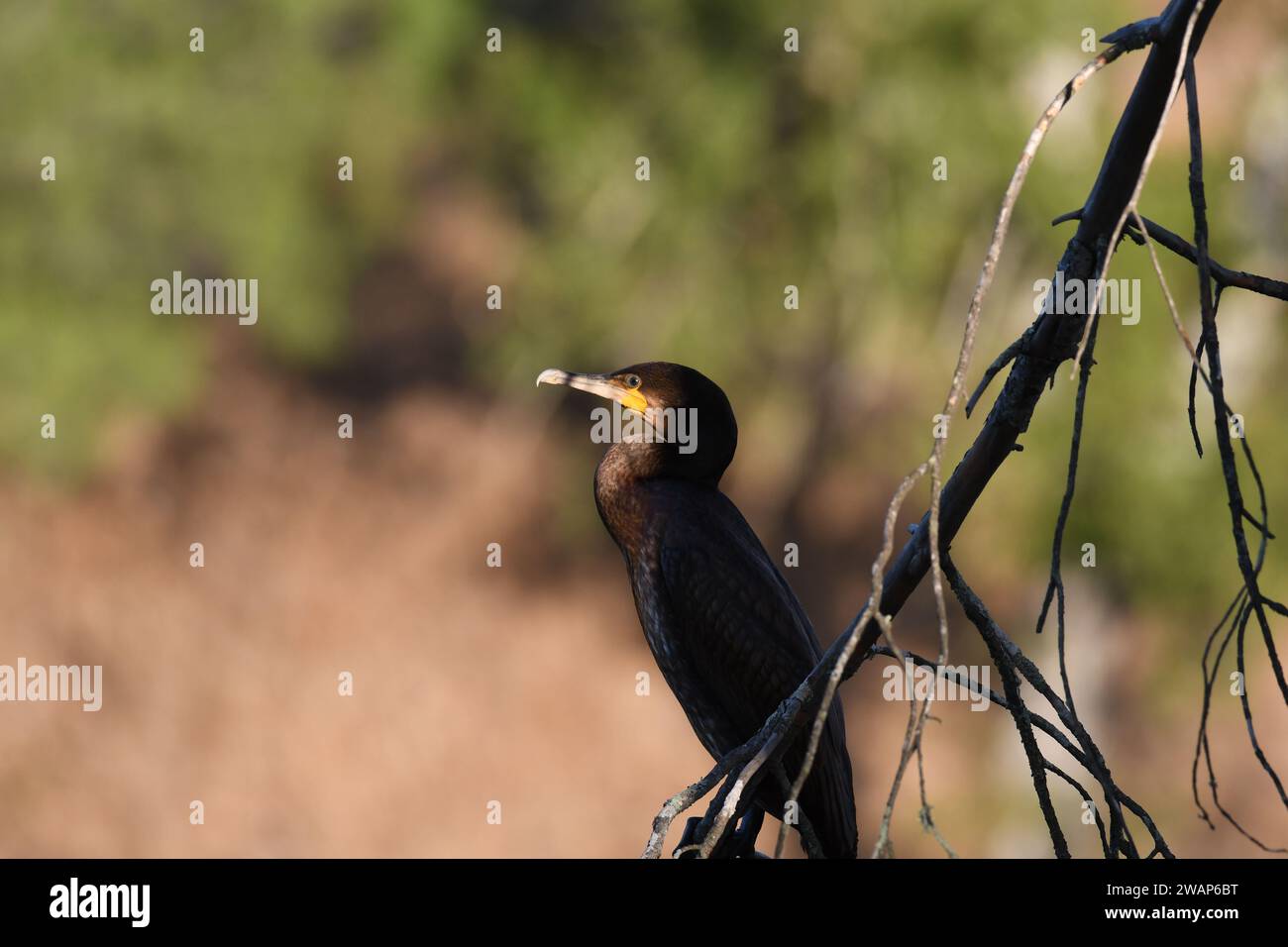 Portrait of cormorant resting on a branch Stock Photo