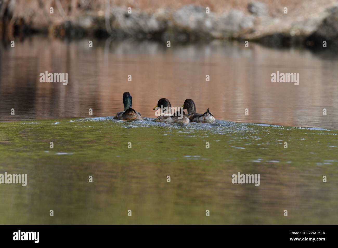 Group of ducks in a lake Stock Photo