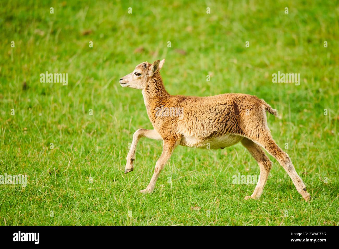 Enclosure movement sheep hi-res stock photography and images - Alamy