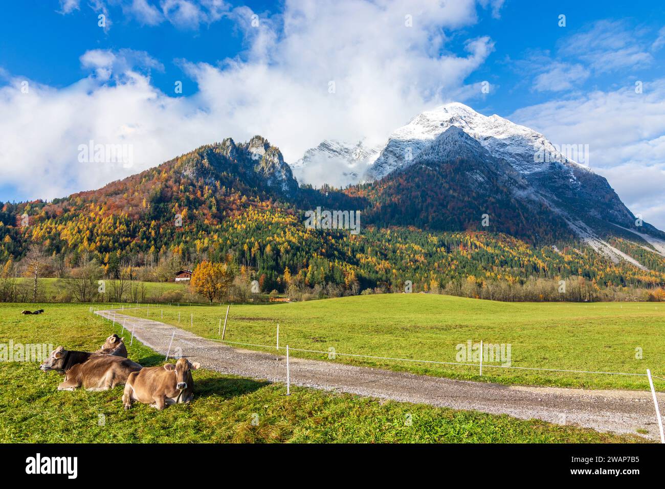 Stainach-Pürgg: snow covered mountain Grimming, cows in Schladming-Dachstein, Steiermark, Styria, Austria Stock Photo