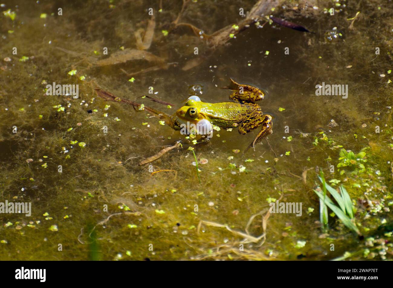 A green-brown frog in the water between algae looks into the camera, green frog (Pelophylax kl. esculentus), water frog, green frog (Rana kl. esculent Stock Photo