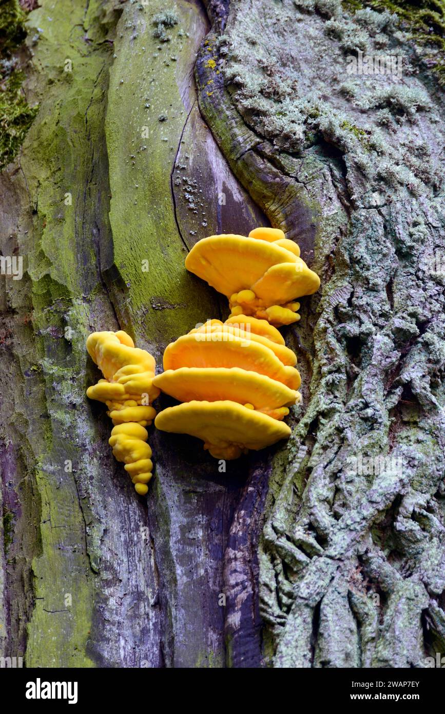 Bright yelloworange mushrooms growing on a mosscovered tree trunk
