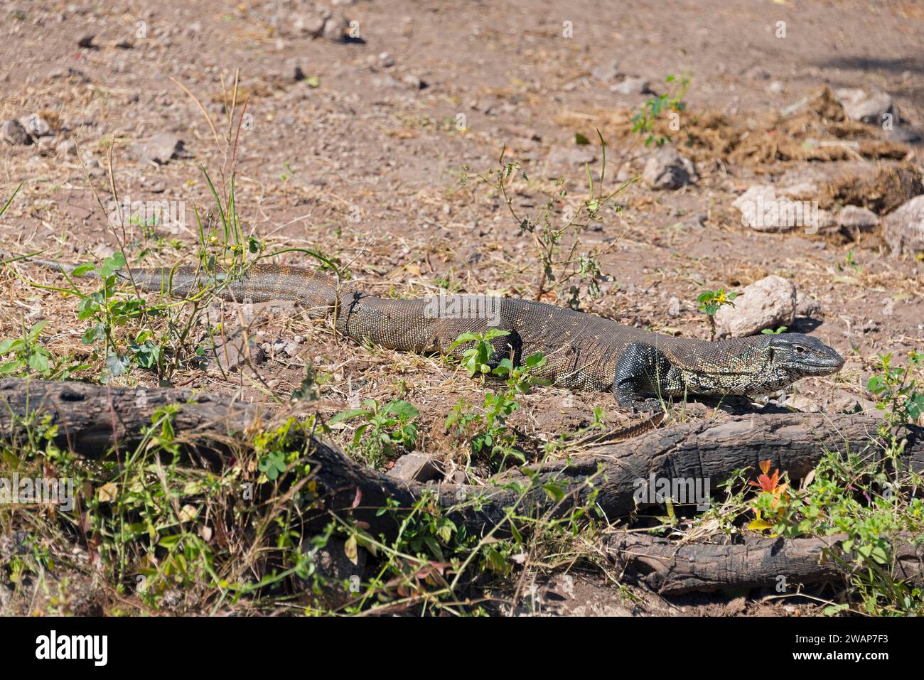 A monitor lizard sunbathing on the dry ground between stones and plants, Nile monitor lizard