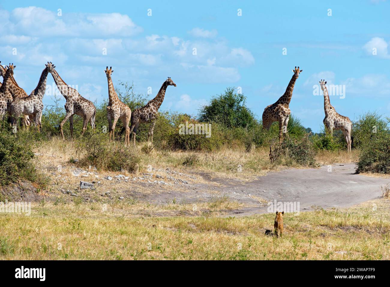 Group of giraffes (Giraffa camelopardalis) in the savannah under a ...