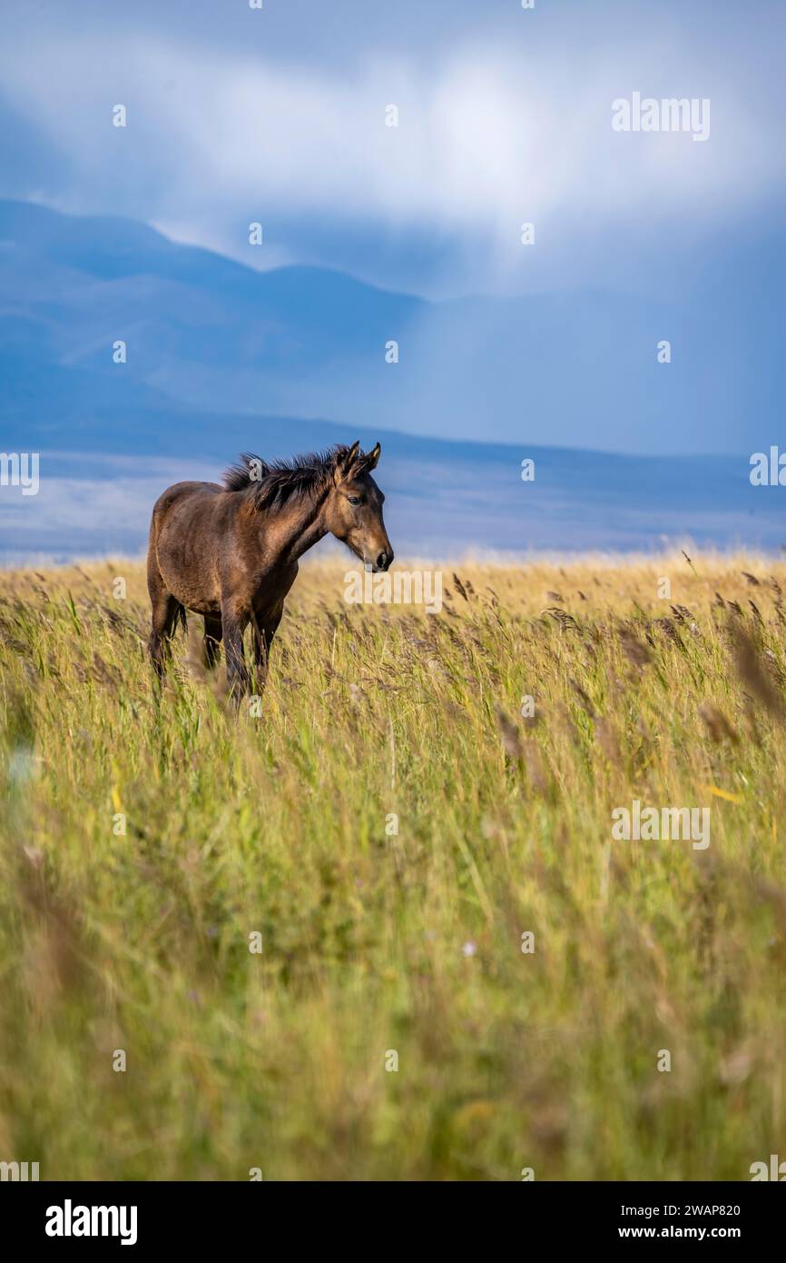 A dark brown horse, landscape with mountain view, Yssykköl, Kyrgyzstan, Asia Stock Photo
