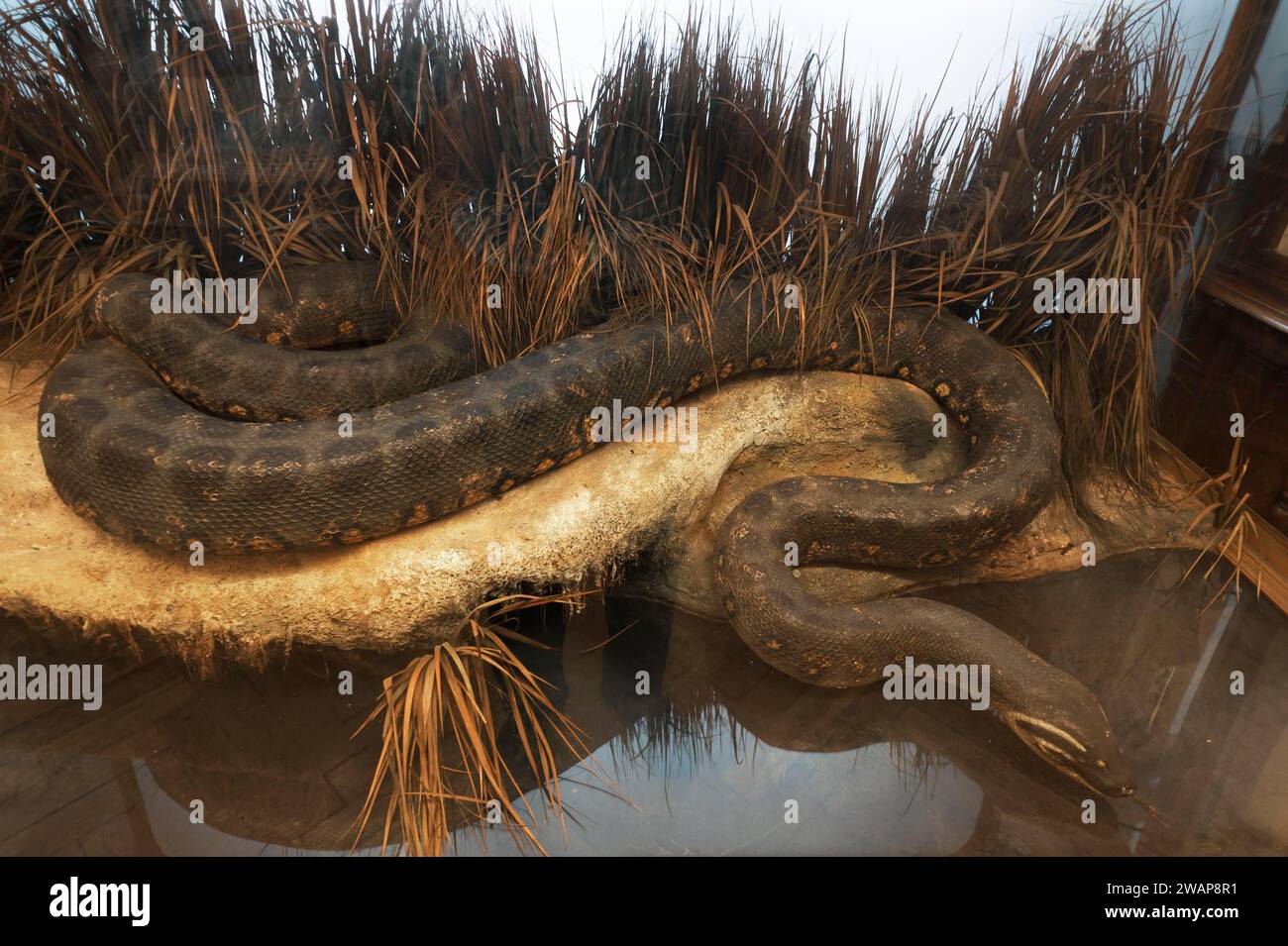 Anaconda (Eunectes murinus), largest snake on earth, Natural History ...