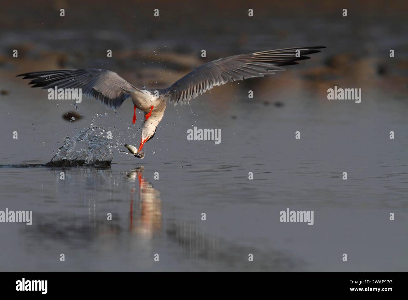 Common Tern (Sterna hirundo), foraging, successfully hunting for fish, with fish in its beak, Lower Saxon Wadden Sea National Park, East Frisian Islan Stock Photo