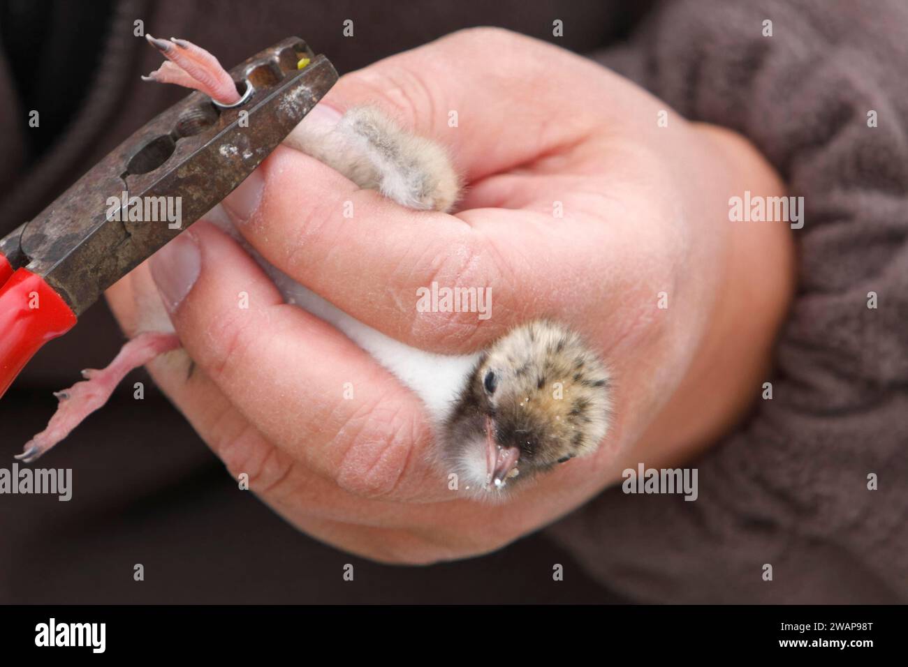 Common Tern (Sterna hirundo), young bird being ringed, jumper being ringed, ringing by a scientist, Lower Saxon Wadden Sea National Park, East Frisian Stock Photo